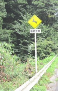 埼玉・名栗渓谷沿いの道にて　ニホンカモシカがいたはずでも、まだあったことないです...